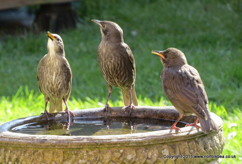 NorfolkBea's tweet image. @den_haven Same here. Tough running a small business #demandingcustomers ;)