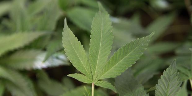 THEMMEXCHANGE's tweet photo. The race is on to legalize marijuana in Arizona 

http://t.co/LZ2WclsByi
#marijuana #cannabis #AZ #Arizona #Health http://t.co/QDo1biwd8I