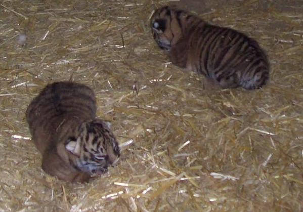 A3Noticias's tweet photo. Una tigresa de Sumatra se come a sus dos cachorros en un zoo por estrés http://t.co/QbmJx8Sbk1 vía @cienciaxplora http://t.co/dUDLXo39z1