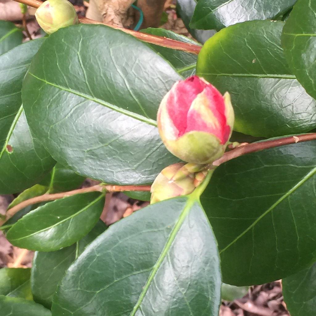 Fromjoancards's tweet photo. Welcome pretty one .. #flowers #garden http://t.co/OqfMJObRNs
