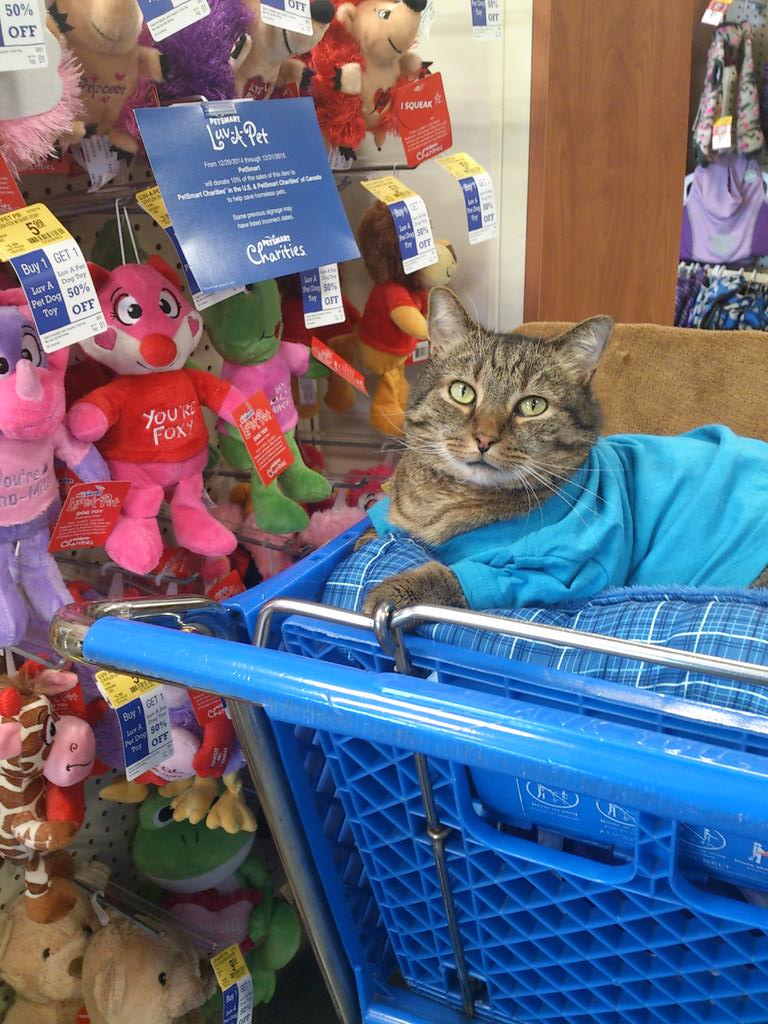 ChaddyKlett's tweet photo. Purchase a #LuvAPet @PetSmart to help @PetSmartChariTs #AdoptLove (They are cute like me!). http://t.co/hJx9jHkPFo
