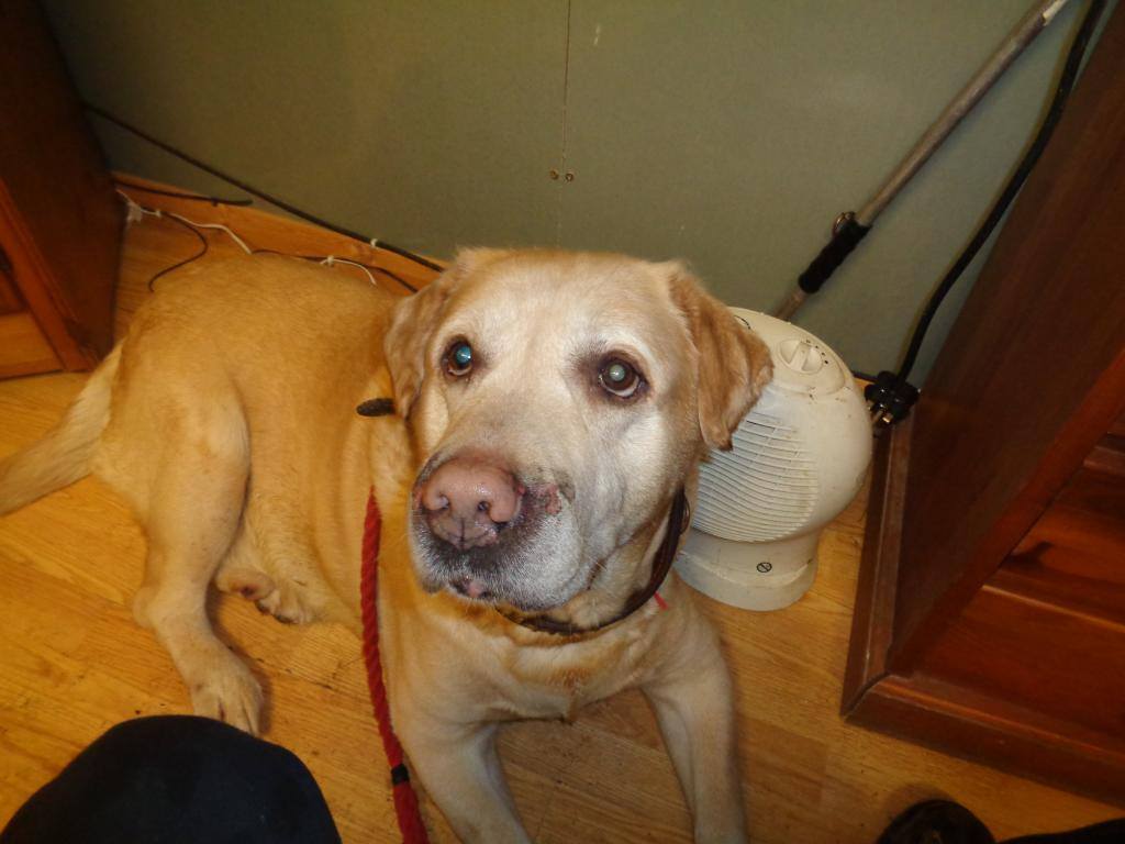 ALUK_org's tweet photo. Georgie Peorgie is a West Midlands pound dog, needs foster home asap, can you help? http://t.co/M95rpDV3WS http://t.co/m7K4UQlxVo