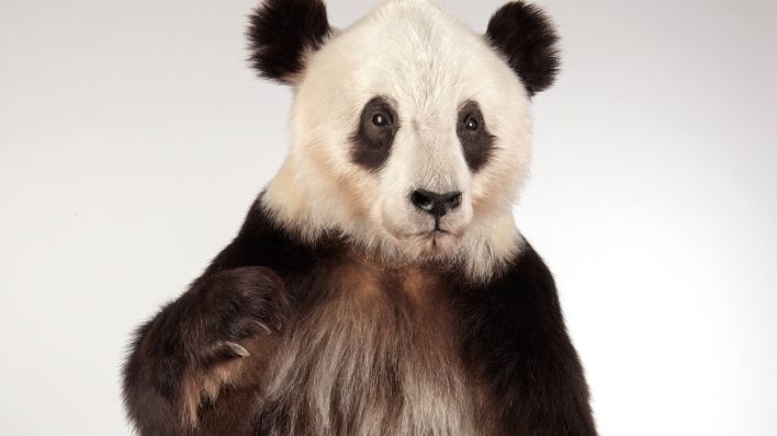 rbb24's tweet image. Sogar ausgestopft noch süß: Berlins bekannteste #Pandabären ab jetzt im im #Museum @MfNBerlin rbb-online.de/panorama/beitr…