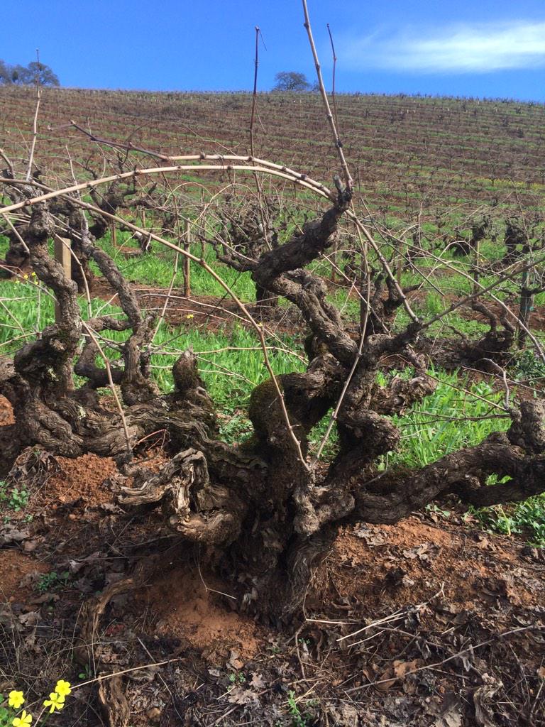 SommDan's tweet image. Century Vine Zin at @KundeEstate #Sonoma Soil: Red Hill Clay Volcanic #2 #dirtnerd