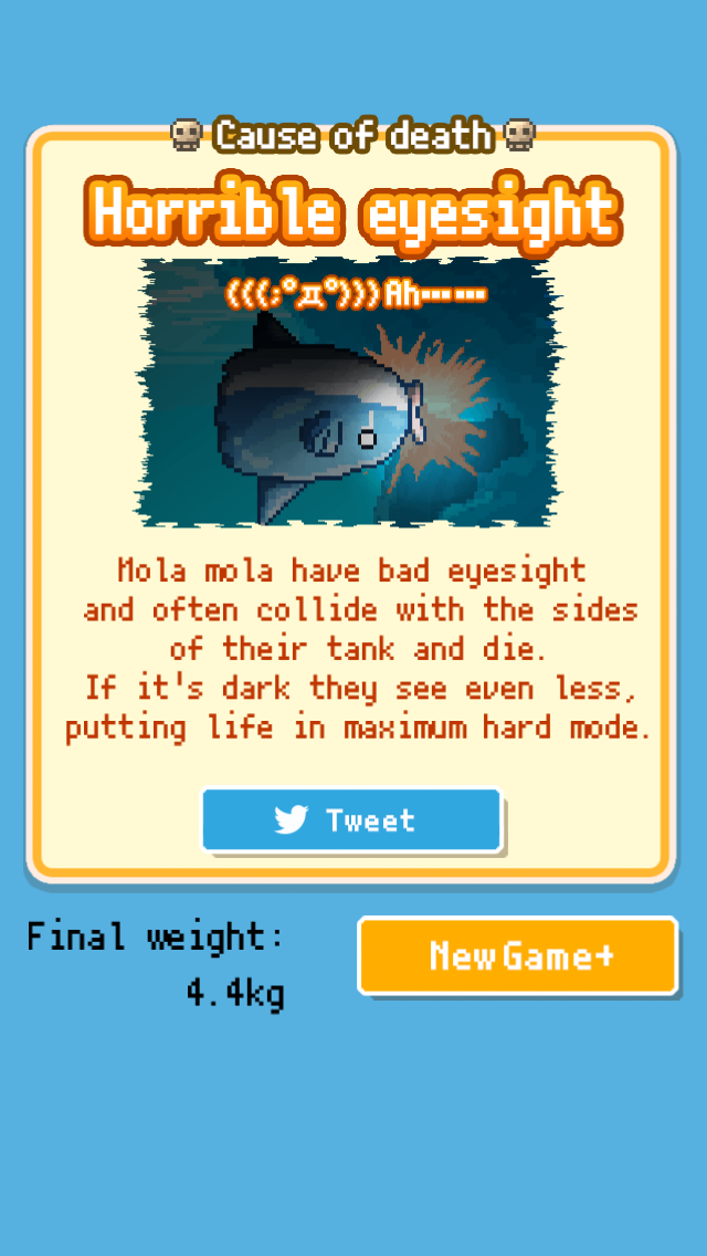 Hanekuribo's tweet photo. ＿人人人人人人＿
＞Sudden death＜
￣ＹＹＹＹＹＹ￣
Cause:[Horrible eyesight]
4.4kg #MolaMola http://t.co/yGEeeFGh1S http://t.co/DsQfp3Dlaa
