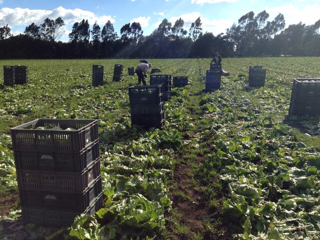 lechuga batavia todo el año compradores colombianos o importadores más información comercial@countryfruits.com.co