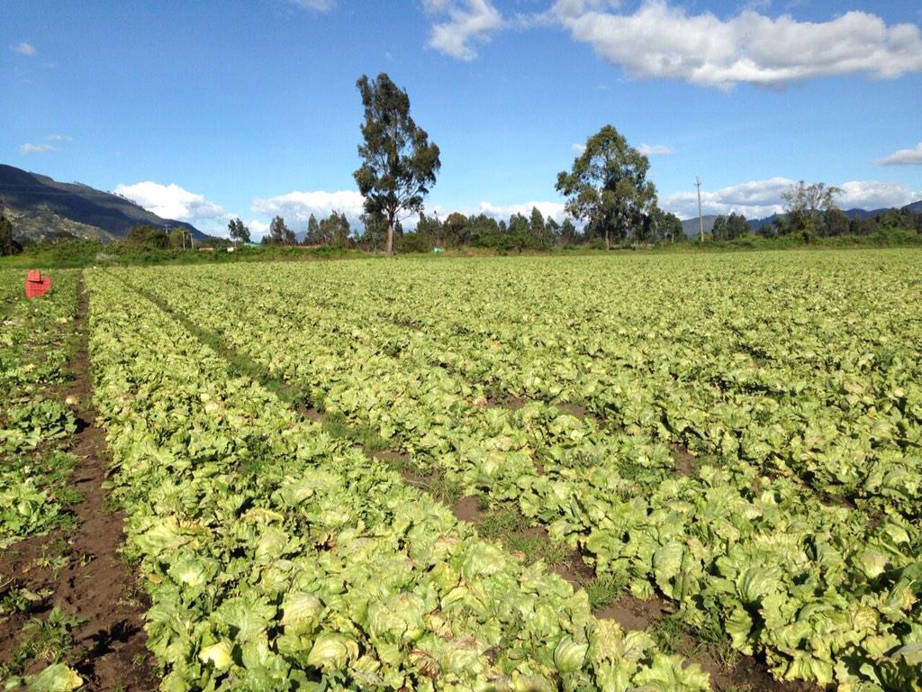 Tenemos lechuga todo el año, listos para exportar somos productores más información comercial@countryfruits.com.co
