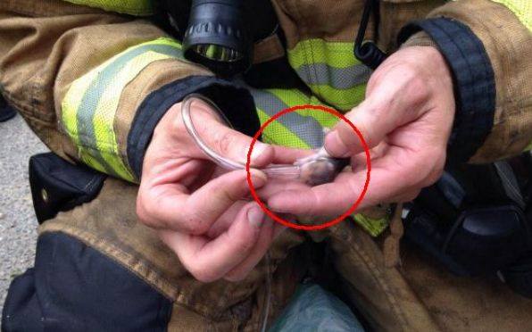 AnimaNaturalis's tweet photo. Unos bomberos de Washington rescatan a 5 hamsters de un incendio.Porque todas las VIDAS cuentan por pequeñas q sean. http://t.co/L8sXaJw0Fe