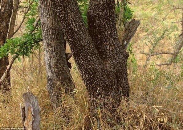 OraYReflexiona's tweet photo. RT si tu logras ver al Leopardo (pocos lo ven) 👌😄😮 http://t.co/whbW2LR4vu