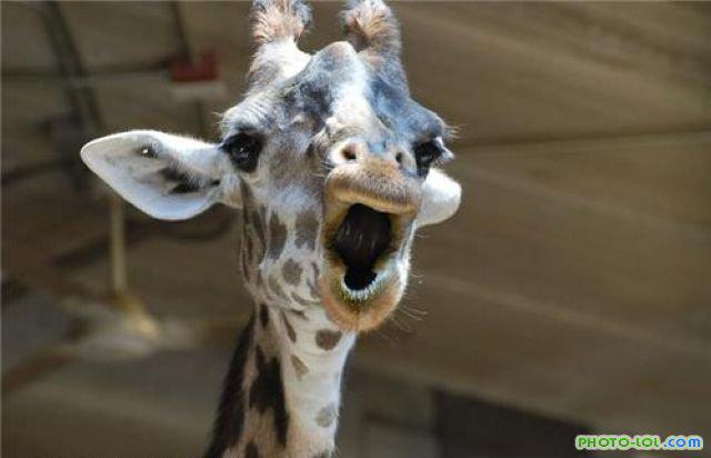 Зубы жирафа. Зубы жирафа. Жираф язык. Жираф зубы. Жираф зубы.