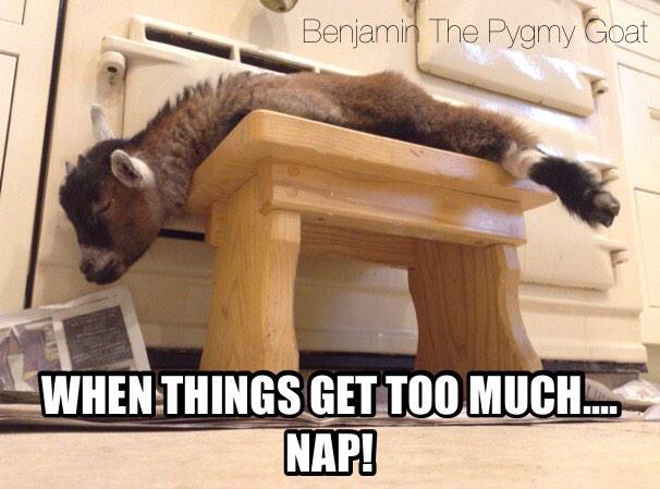 benjaminthegoat's tweet photo. When things get too much... Nap! #benjaminthegoat #pygmygoat http://t.co/EuEZu8BbdD