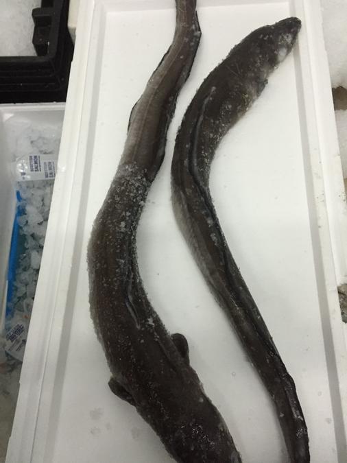 NCfinestfish's tweet photo. Conger eel http://t.co/IAwTrWexY9