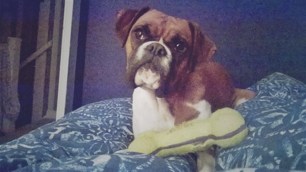 JanetBoxer's tweet image. You look tired. I brought you a toy #boxerdog #itsbedtime