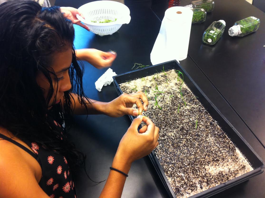 OrchidMiami's tweet photo. Great job Everglades Preparatory Academy- kicking off #deflaskingday for the #millionorchidproject over 3000 orchids! http://t.co/C1YEvD6SRL
