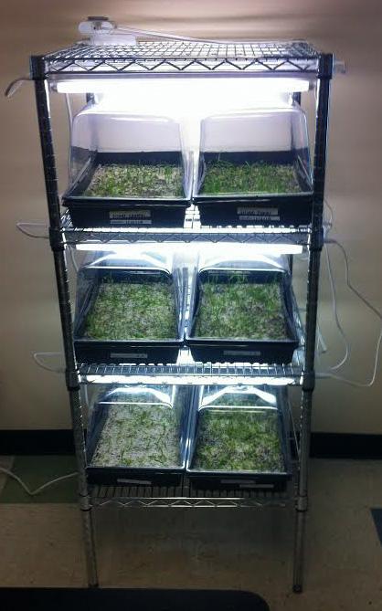 OrchidMiami's tweet photo. Great job Everglades Preparatory Academy- kicking off #deflaskingday for the #millionorchidproject over 3000 orchids! http://t.co/C1YEvD6SRL