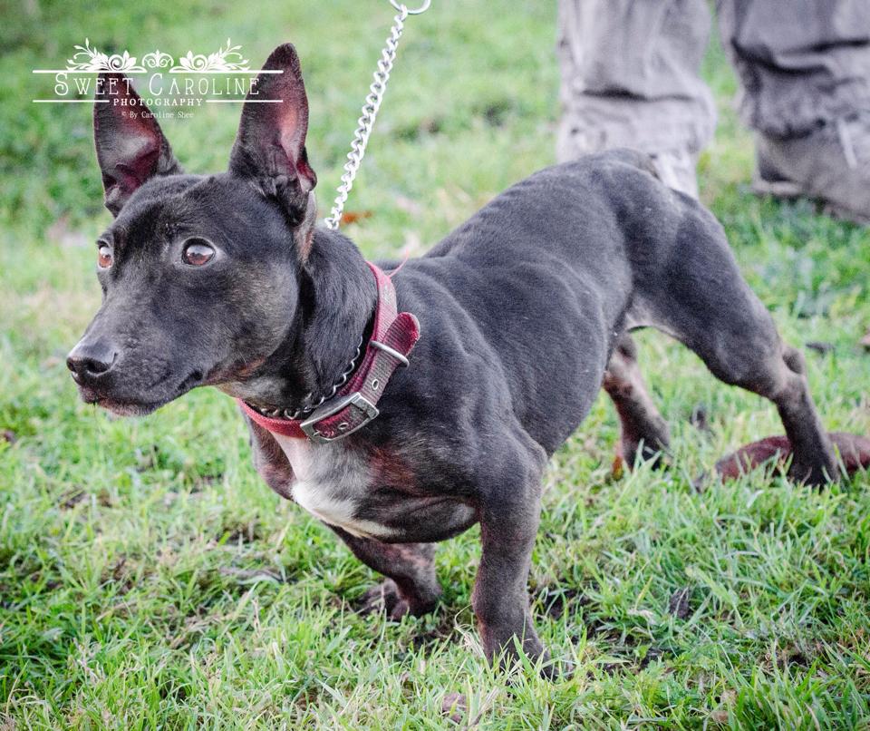 dachshund cross staffy