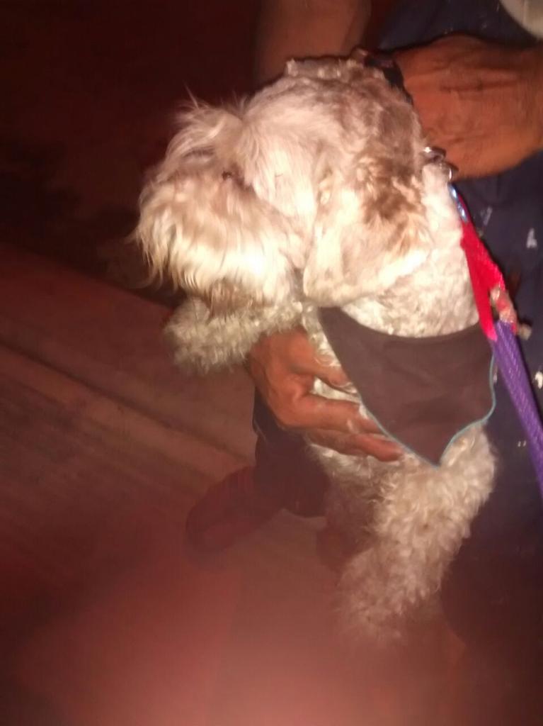 jorgeayalanews's tweet photo. Perrita encontrada Palmas1 #PlayaDelCarmen dueñ@ marque 9841750334 @diariorespuesta @novedadesqroo @lapancarta http://t.co/3BFwlghLiT