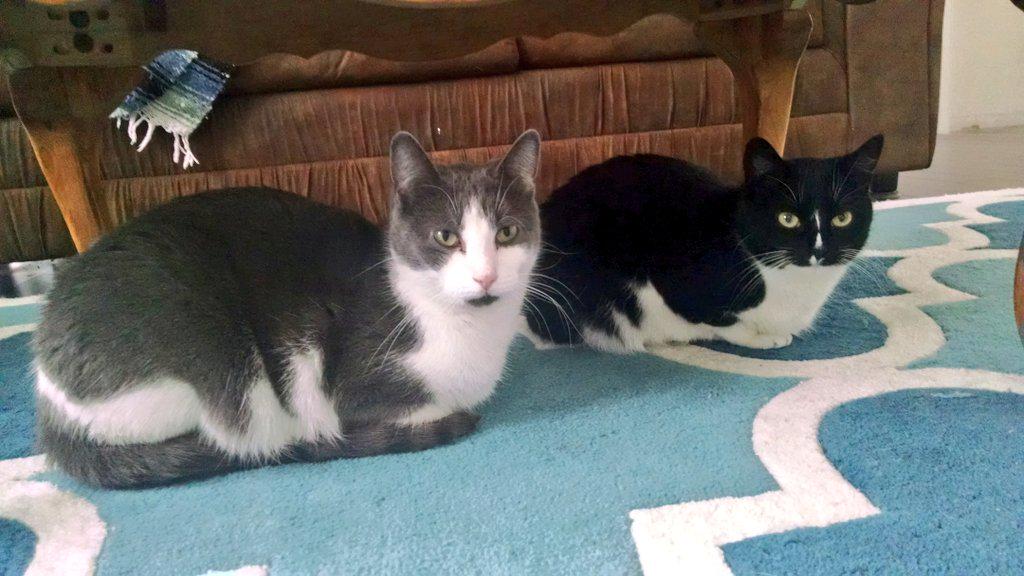 WilfRightMeow's tweet photo. i didn't think they knew about #kittyloafmonday http://t.co/yY2SWJLVBS