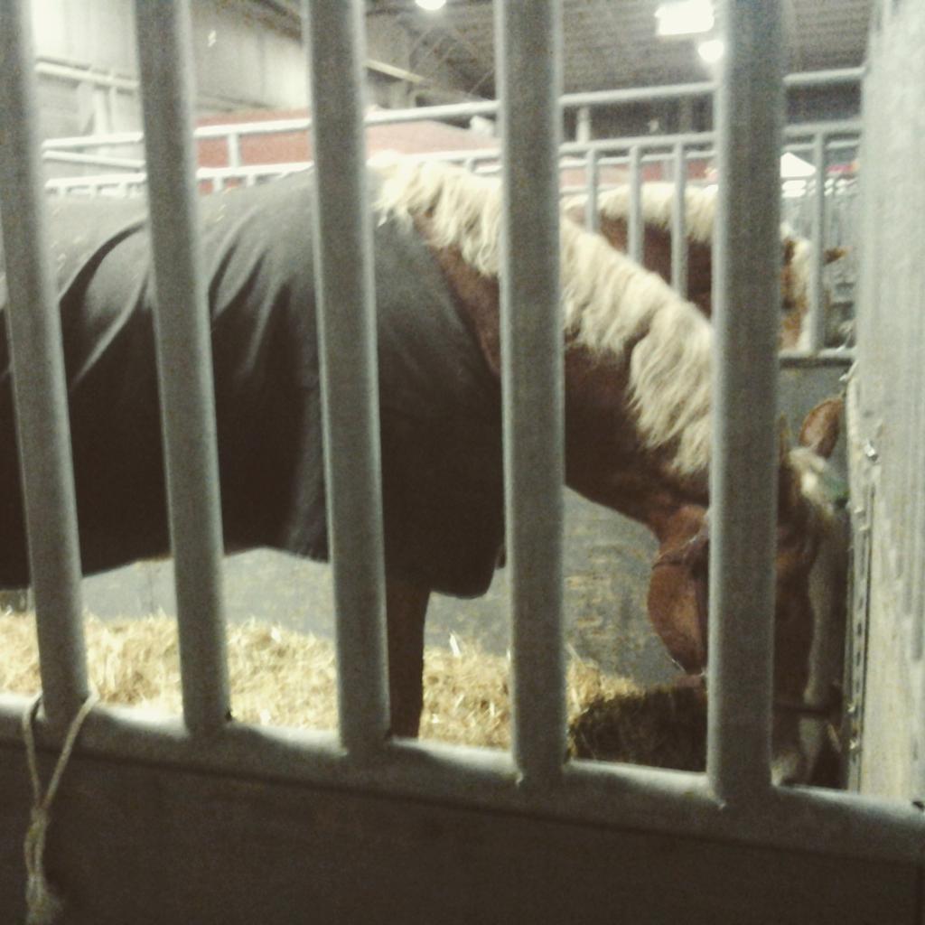 BRANDON_FFA's tweet photo. Farm Show BEST show. #derryffa #todaysffa http://t.co/1JPh07Vpop