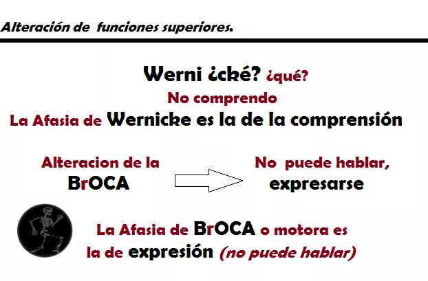 PureBioscience's tweet photo. Buena forma de acordarnos: Area de Wernicke y Broca http://t.co/fVhYJo8PP7 @BQ_Enfurecida_M #mnemotecnia