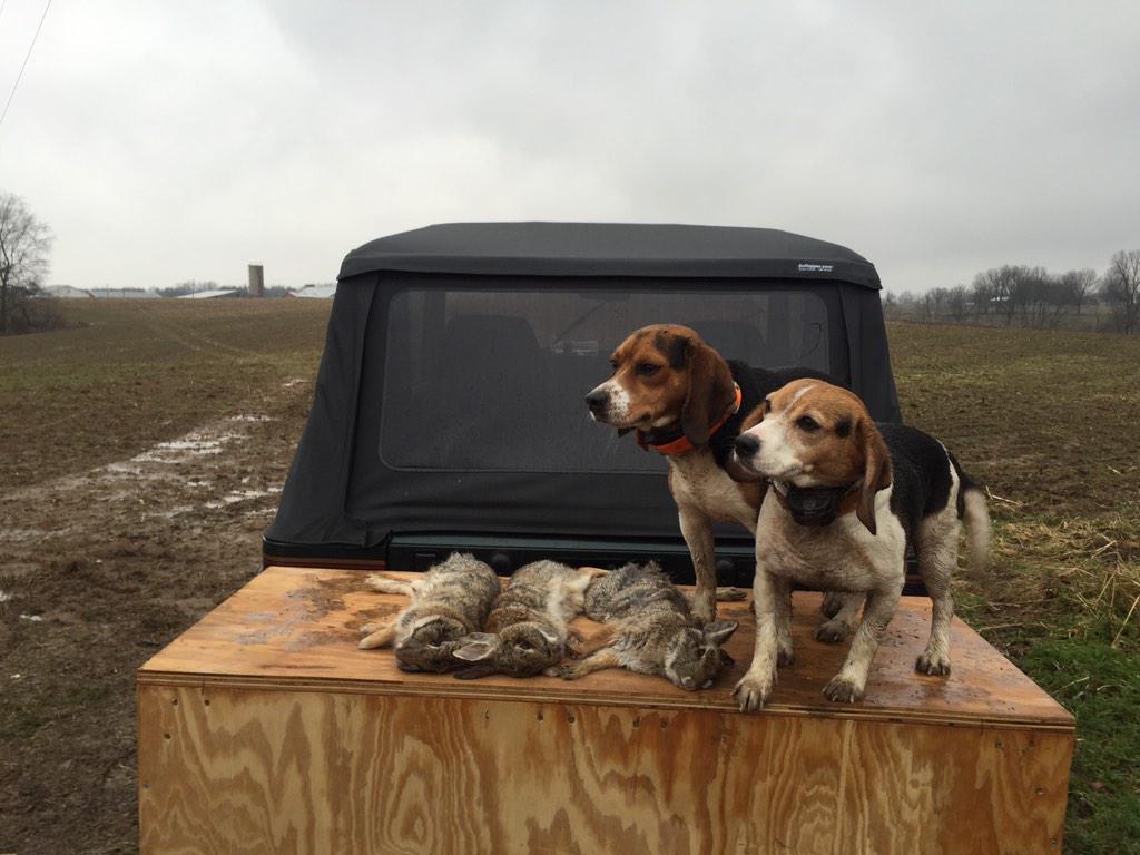 dkddch's tweet image. Was only able to run them for a couple hrs today, 3 races and 3 dead bunnies! Good Day!