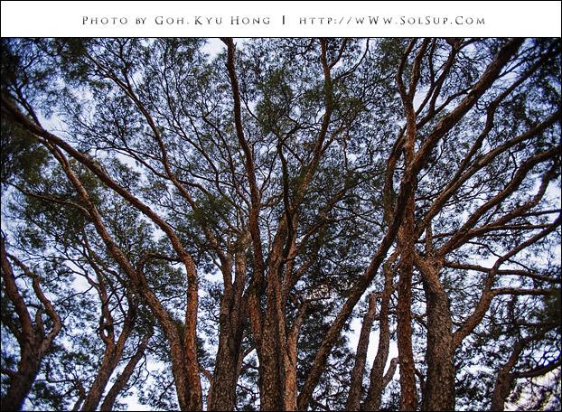 TreeStoryMan tweet picture