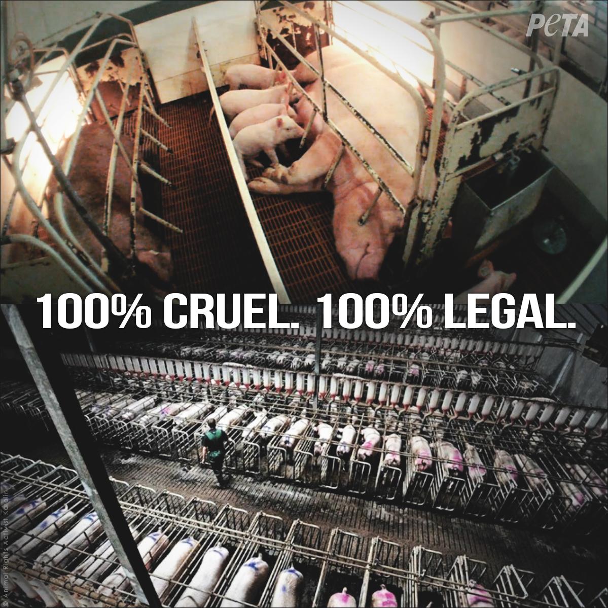 peta's tweet photo. What if YOU spent your adult life confined 2 crates, surrounded by bars, &amp; forced 2 lie on floors? #Reasons2GoVegan http://t.co/AVnwge1pOT