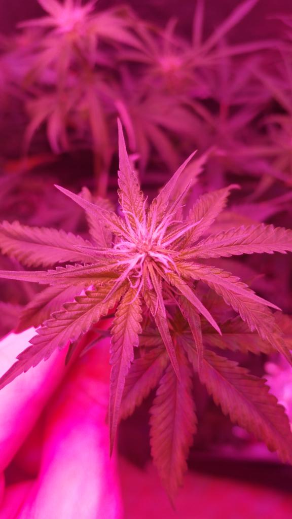 iDont_4get's tweet photo. Golden goat #MMJ #ganja #legalgarden #goldengoat #sativa #topshelflife #growyourown http://t.co/T5hdkGw5sD