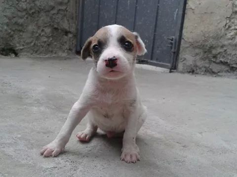 yoamoanimales's tweet photo. Cachorros en adopcion. #AdoptaUnCholito yoamoanimales@yahoo.com http://t.co/ww9G3q6Qfh