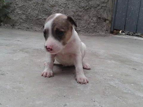yoamoanimales's tweet photo. Cachorros en adopcion. #AdoptaUnCholito yoamoanimales@yahoo.com http://t.co/ww9G3q6Qfh