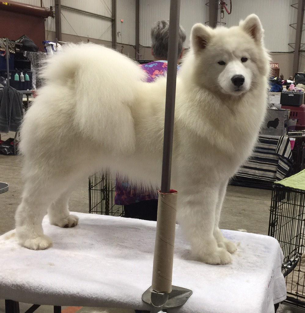 samoyed deutsch