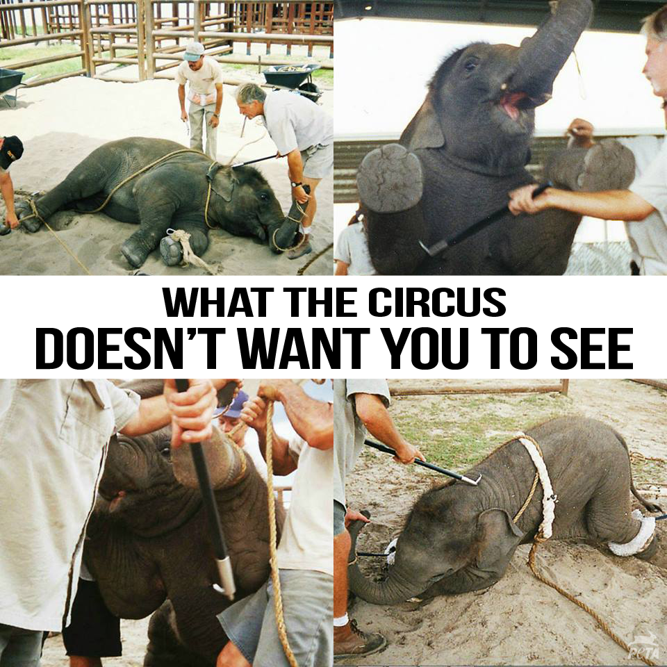 peta's tweet photo. If u saw the ABUSE that happens in “training,” would u still go to the circus?

RT if u NEVER WILL! #BoycottTheCircus http://t.co/CFramOKp5q