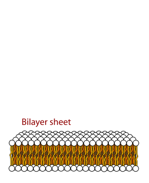 2Membranez's tweet photo. If you want to see the beauty that is my bilayer, here's a taste! http://t.co/3hZaDGNzoZ