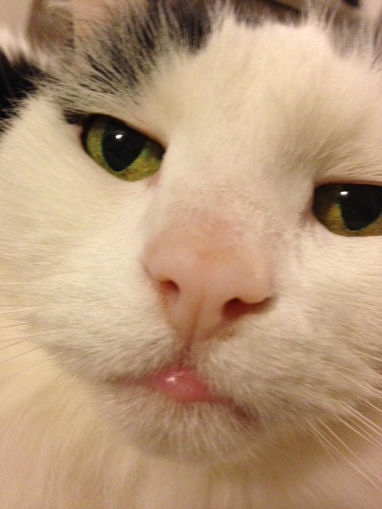 Avery_Cat's tweet photo. Give me "wibble lip." Yes. YES! That's it!!! http://t.co/1RsDWGMzkf