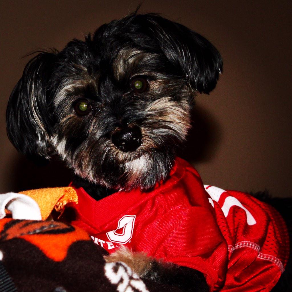 SadSam309's tweet image. Ollie says #GoBucks! #OUvsOSU