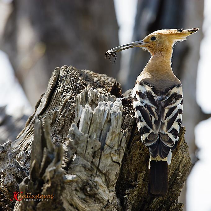 Hoophoes cover the eggs with a secretion produced by themselves,loaded with bacteria,to protect them from infections