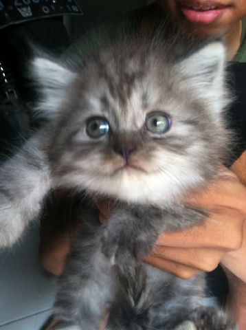 dikeyparker's tweet photo. @diiklanin Adopt kitten persia grey.2bln,lincah,luchu,dan bebas jamur,700k nego.Mnt hub 085742180400,pin 7CB2E546 http://t.co/qMrntyMBIn