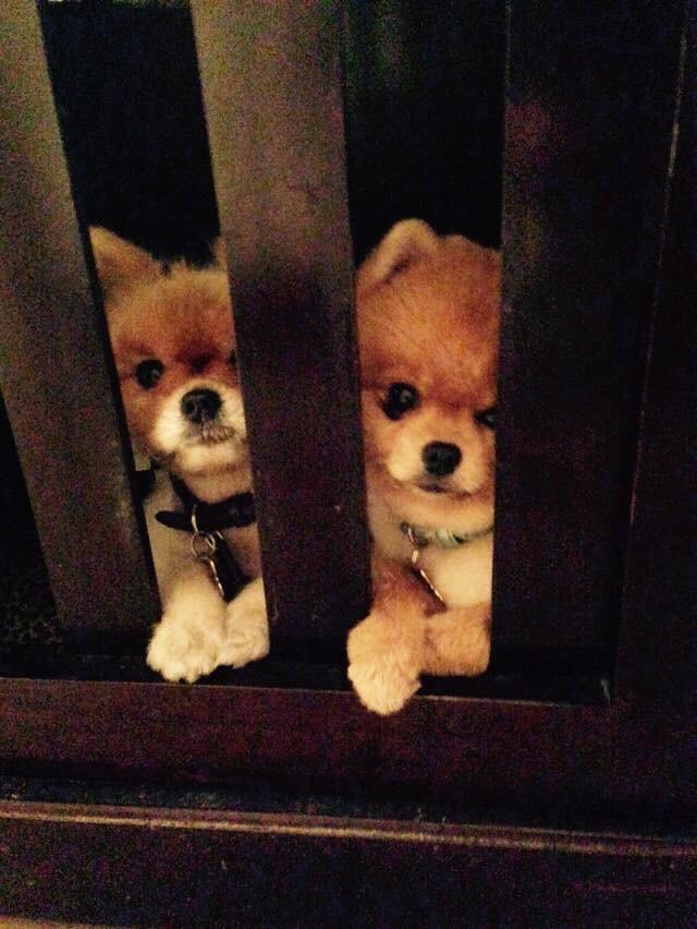 GentlemanNorman's tweet image. Yes I have a following. Ive a message. Im the man on the red carpet. Yet I still hang out in a crate?! #keepsmehumble