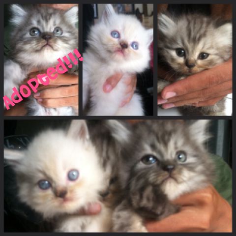 dikeyparker's tweet photo. @diiklanin Adopt kitten persia grey.2bln,lincah,luchu,dan bebas jamur,700k nego.Mnt hub 085742180400,pin 7CB2E546 http://t.co/qs2frxLbOC