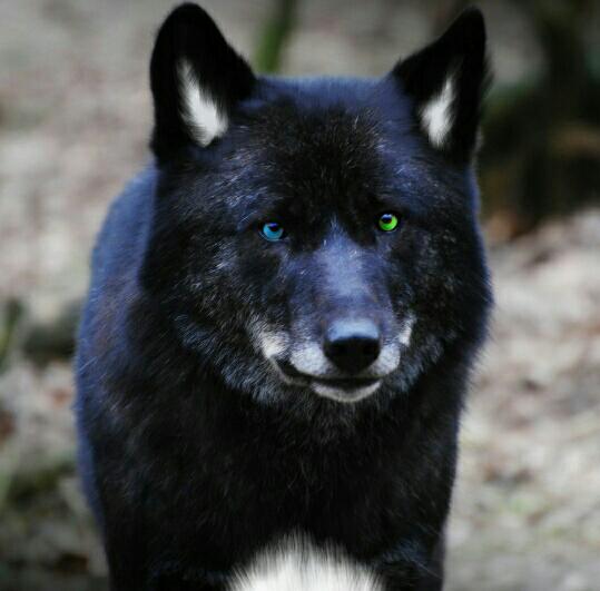 SarrowfulFox's tweet photo. me as a wolf http://t.co/buHolzZYvv