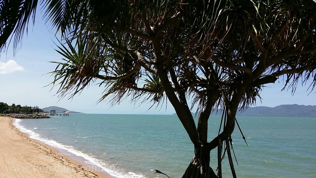 FionaLakeAus's tweet image. Lots of favourite views of The Strand; but I think this is my most favoured spot. I love #pandanus.