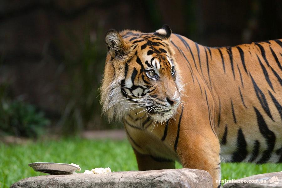 AustraliaZoo's tweet photo. Juma's training for our #AustraliaDay #PieEatingCompetition & taking it seriously! Register: http://t.co/5ekWvuSQcV http://t.co/6ND77mSSBe