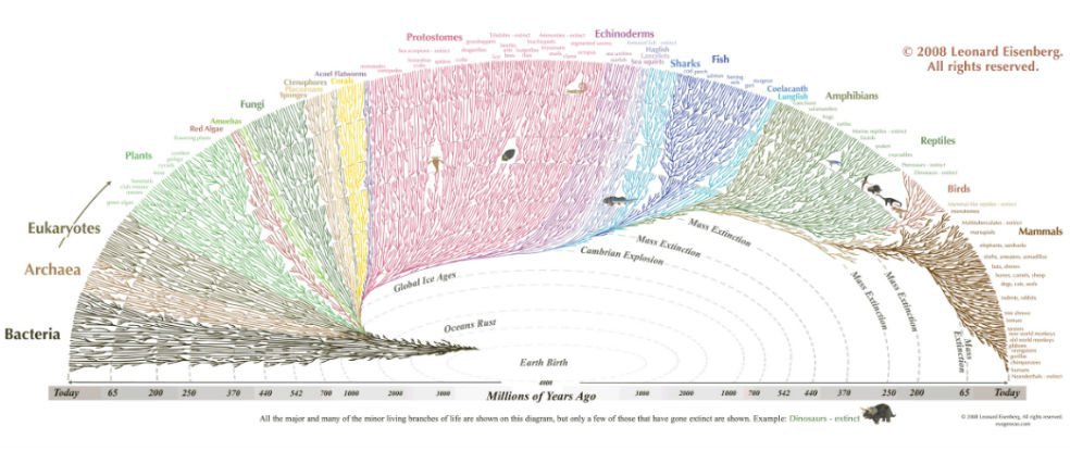 Here's the tiny human twig in the Tree of Life: bit.ly/1wvJrgC