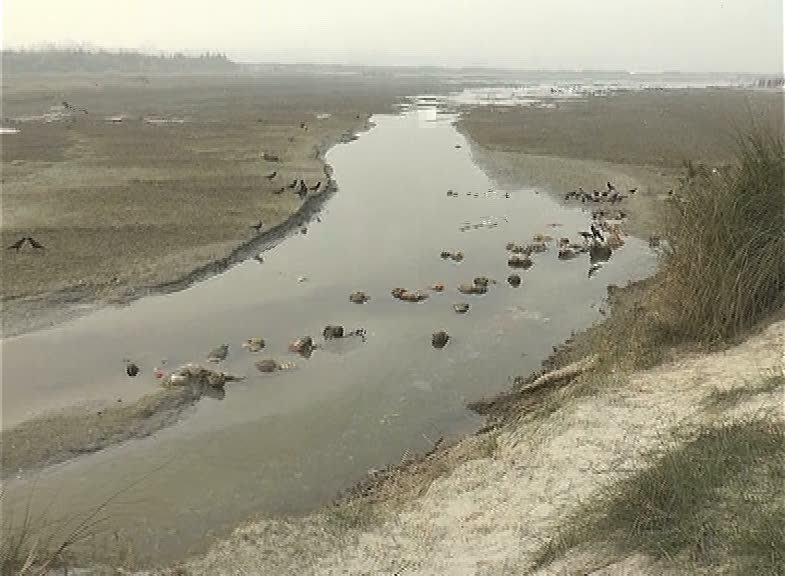 ANI on Twitter: "Scores of dead bodies float in river Ganga and its bank in  Uttar Pradesh's Unnao district http://t.co/ZLEVe6F3ZB"
