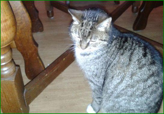 GEVONDEN: KAT 
ex-kater #ASSEN #DR Smetanalaan #DHgev 8/1/15 (al sinds  december daar) facebook.com/DeHerenigingDr…