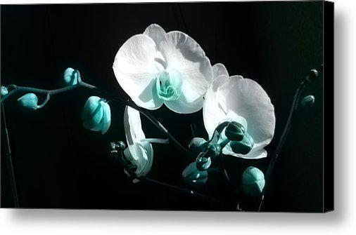 GeoSuPhat's tweet photo. New artwork for sale! - "Bloom" - http://t.co/76ZdH7SJNO @fineartamerica http://t.co/Yz8uaH9x2g