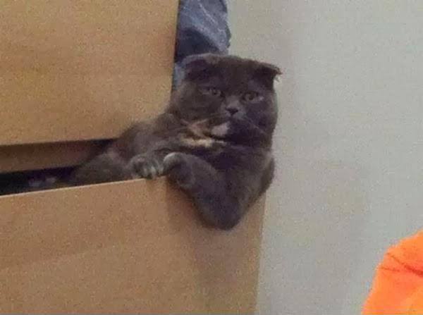 catsworldlife's tweet photo. Like a boss #cats http://t.co/fxdQ1aiCsh