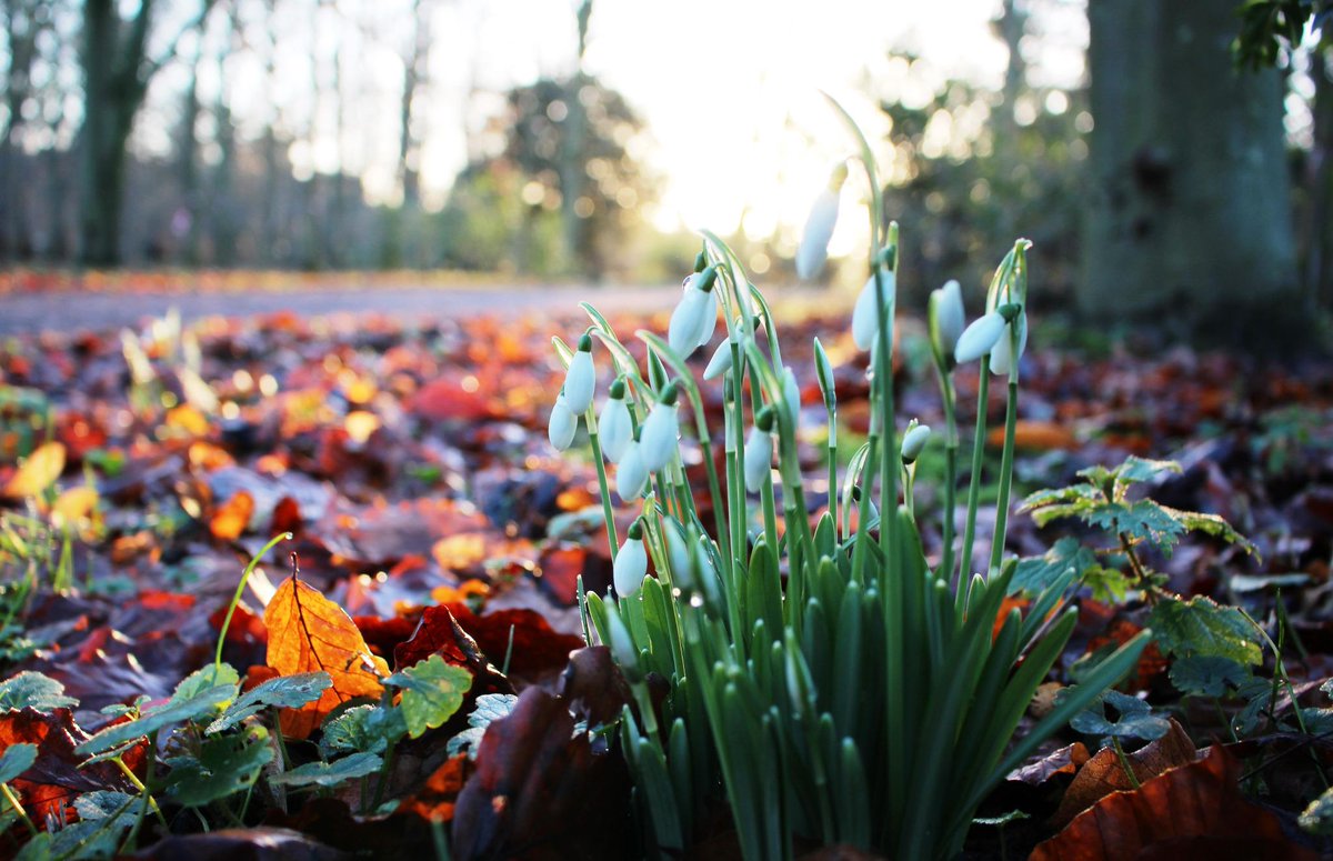 NTCroome's tweet photo. Enjoyed seeing the snowdrops starting to emerge in the Church Shrubbery on my walk this morning.  T #NTMidlands http://t.co/P5kFrfzL7U
