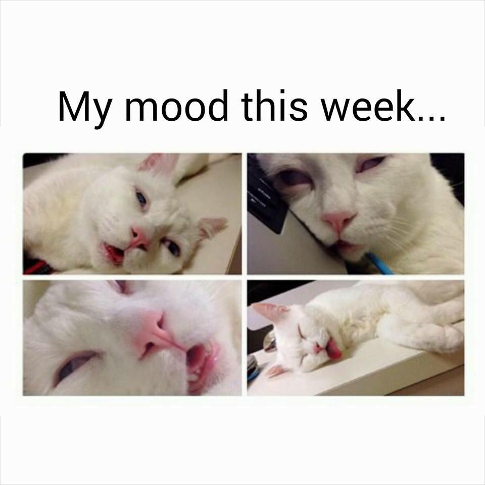 stephmcd94's tweet photo. Yup. http://t.co/GGzTMNNDbG