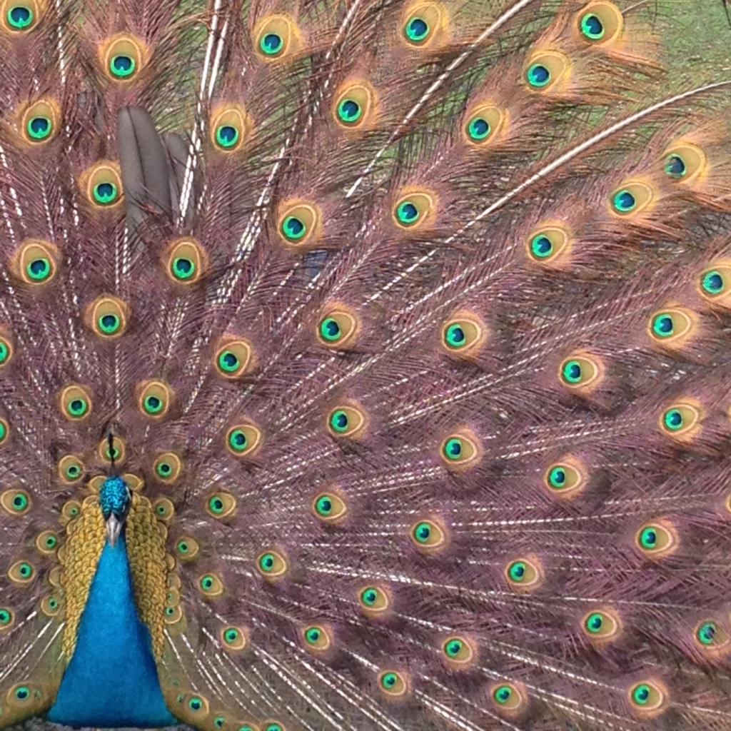 twisty's tweet photo. Out and about in Holland Park with Joe. Look. Peacock. http://t.co/Uwlb63In6x